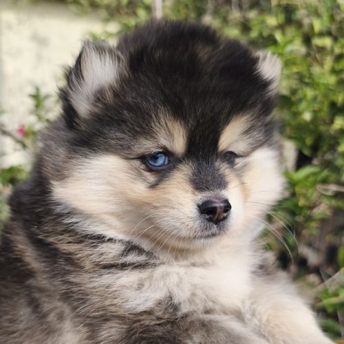 Chiot femelle pomsky à réserver #5