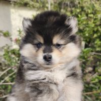Chiot femelle pomsky à réserver #4