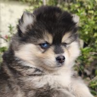 Chiot femelle pomsky à réserver #5