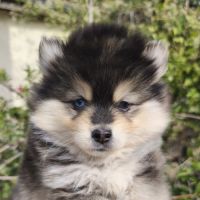 Chiot femelle pomsky à réserver #6