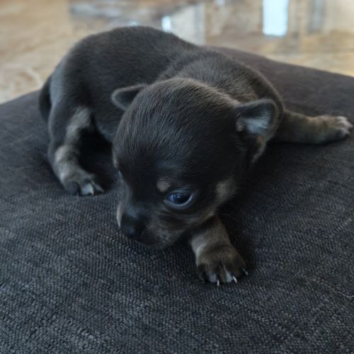 Vend chiot chihuahua #1