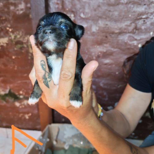 Vend chiot chihuahua #2