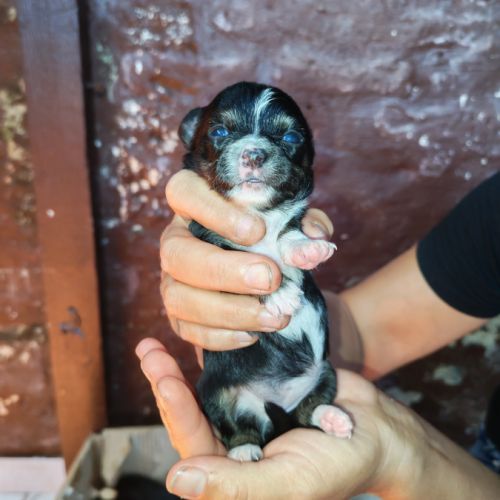 Vend chiot chihuahua #3