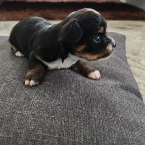 Vend chiot chihuahua #7