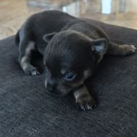 Vend chiot chihuahua #1