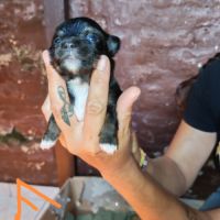 Vend chiot chihuahua #2