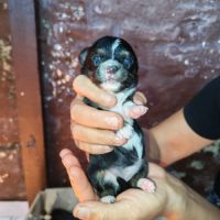 Vend chiot chihuahua #3