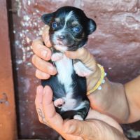 Vend chiot chihuahua #4