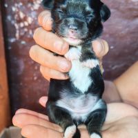 Vend chiot chihuahua #5