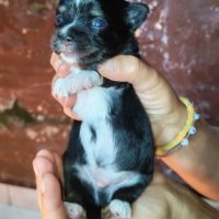 Vend chiot chihuahua #6