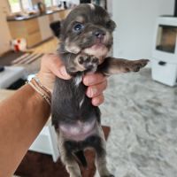 Vend chiot chihuahua
