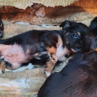 Vend chiot chihuahua