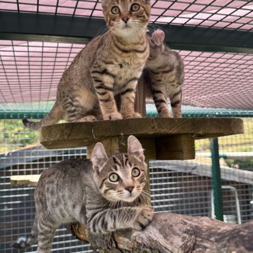 Chaton highland lynx #1