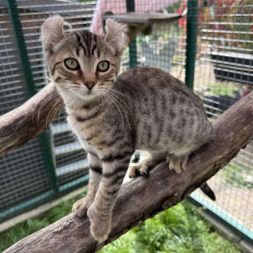 Chaton highland lynx #3