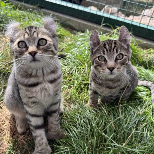 Chaton highland lynx #4