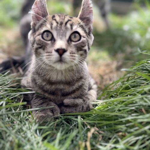 Chaton highland lynx