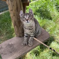 Chaton highland lynx #2