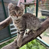 Chaton highland lynx #3