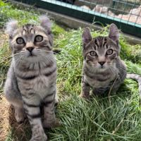 Chaton highland lynx #4