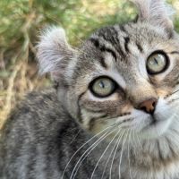 Chaton highland lynx #5