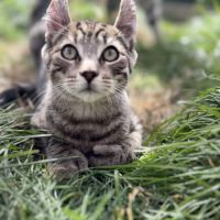 Chaton highland lynx