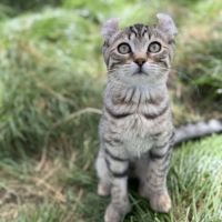 Chaton highland lynx #7