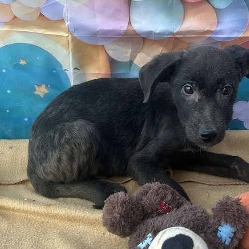 Onyx retrouvé bébé au milieu d’une route en rouman #1