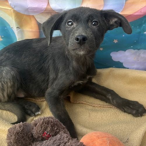 Onyx retrouvé bébé au milieu d’une route en rouman #3