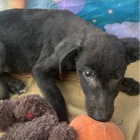 Onyx retrouvé bébé au milieu d’une route en rouman