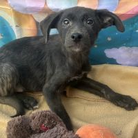 Onyx retrouvé bébé au milieu d’une route en rouman #3
