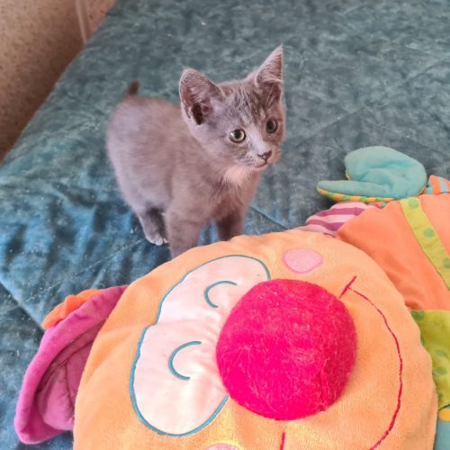 Marcia-adorable chatonne #1