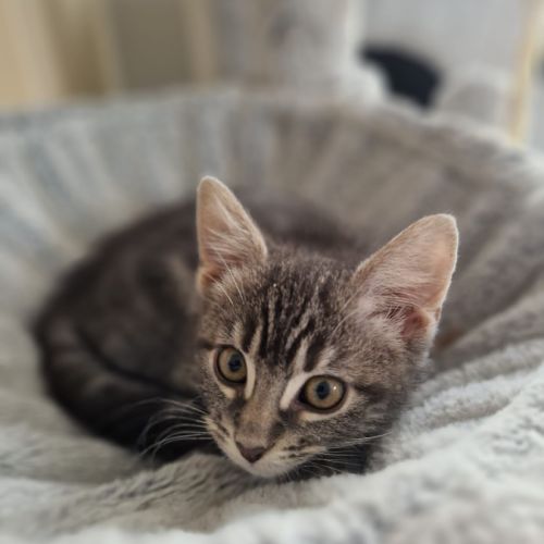 Marcia-adorable chatonne #4