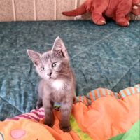Marcia-adorable chatonne
