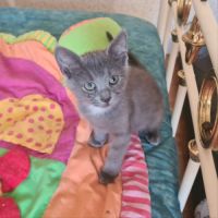 Marcia-adorable chatonne #3