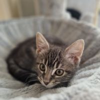 Marcia-adorable chatonne #4