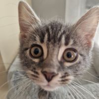 Marcia-adorable chatonne #6