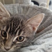 Marcia-adorable chatonne #7