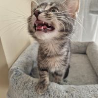 Marcia-adorable chatonne #9