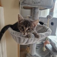 Marcia-adorable chatonne #10