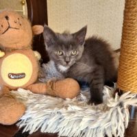 Maryse-adorable chatonne