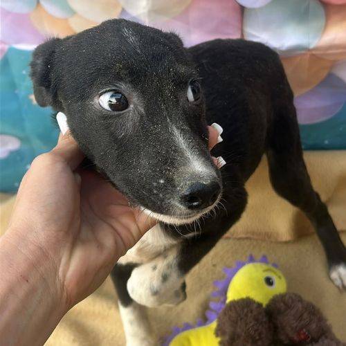 Perla retrouvée bébé sur route en roumanie