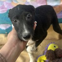 Perla retrouvée bébé sur route en roumanie #1