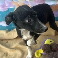 Perla retrouvée bébé sur route en roumanie #2