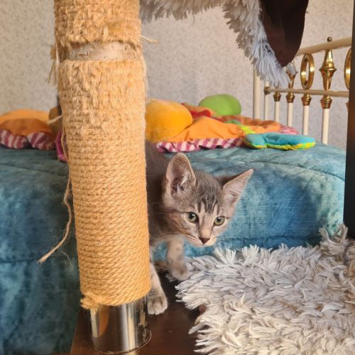 Marty-adorable chaton #1