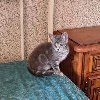 Marty-adorable chaton #2
