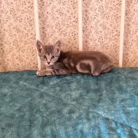Marty-adorable chaton