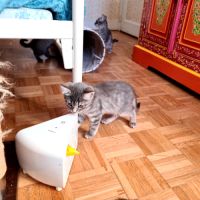 Mory-chaton adorable #1