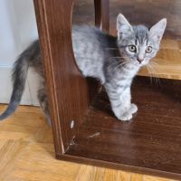 Mory-chaton adorable