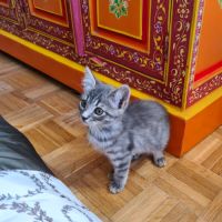 Mory-chaton adorable #4