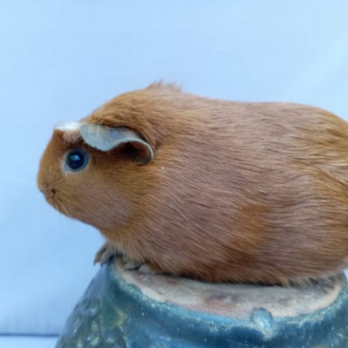 Cochon d'inde pour nouvelle 💒